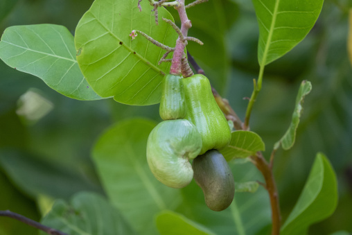 A ripe red cashew apple hangs from a branch with its nut exposed, Savanes district, Shienlow, Ivory Coast
