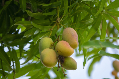 A cluster of mangoes in different stages of ripeness hangs from a branch, Savanes district, Shienlow, Ivory Coast