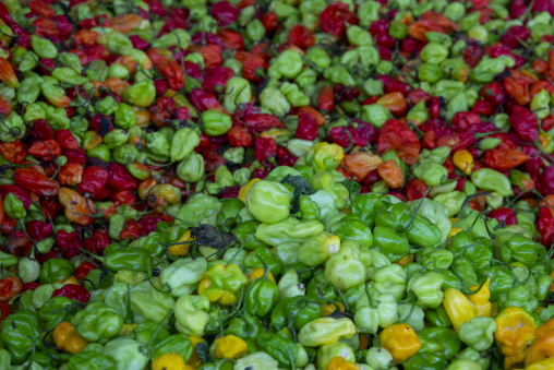 Colorful chili peppers pile together for sale in a market, Savanes district, Ndara, Ivory Coast