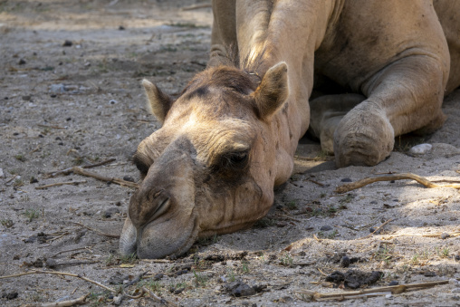 Close-up of a dromedary camel resting with its head lowered to the sandy ground, Dhofar Governorate, Wadi Dirba, Oman