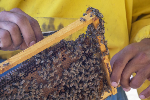 Beekeeper's hand gripping a honeycomb frame thick with bees while a hive tool rests against the wooden edge, Dhofar Governorate, Wadi Dirba, Oman