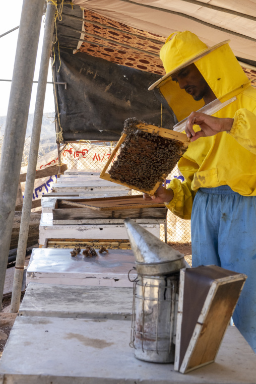 Beekeeper examining a bee-covered frame beside stacked white hive boxes with a smoker and toolbox in the foreground, Dhofar Governorate, Wadi Dirba, Oman