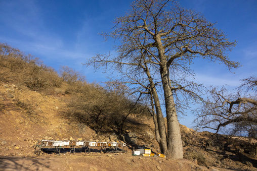 Row of beehive boxes weighted down with stones along a rocky hillside beneath dry trees, Dhofar Governorate, Wadi Dirba, Oman