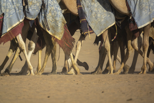 Training for camel racing in the Rub' al Khali empty quarter desert, Najran Province, Hubuna, Saudi Arabia