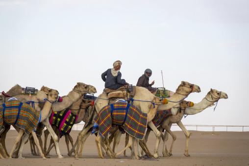 Training for camel racing in the Rub' al Khali empty quarter desert, Najran Province, Hubuna, Saudi Arabia