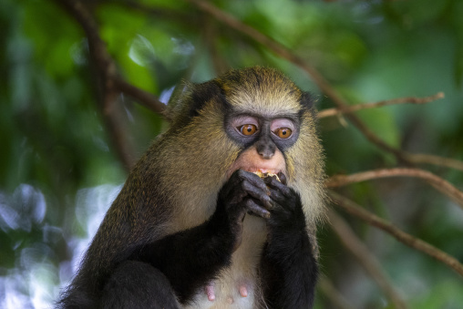 A Campbell's mona monkey stares at the camera while eating fruit in the forest, Tonkpi Region, Man, Ivory Coast