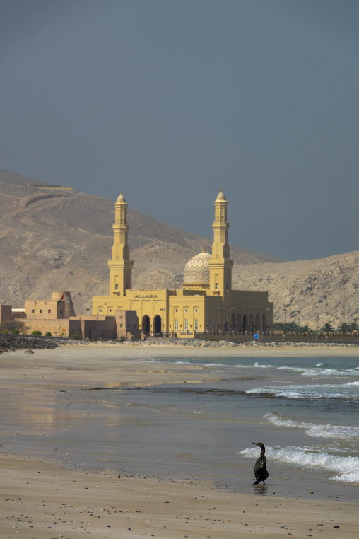Cormorant standing on a beach in front of a grand mosque with twin minarets set against mountains, Musandam Governorate, Khasab, Oman