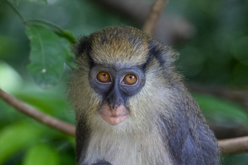 A young monkey with golden fur and dark facial markings gazes into the camera, Tonkpi Region, Man, Ivory Coast