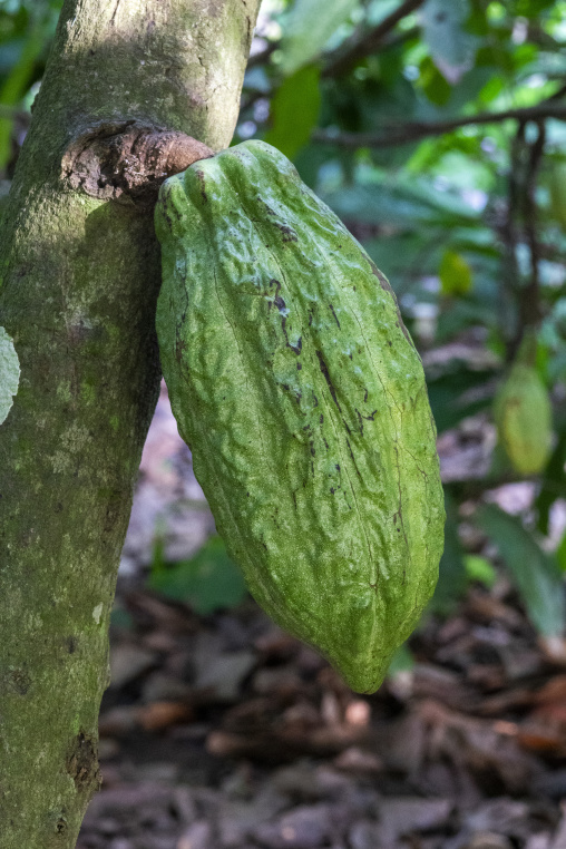A single green cacao pod hangs against the trunk of a cocoa tree, Région des Lacs, Yamoussoukro, Ivory Coast