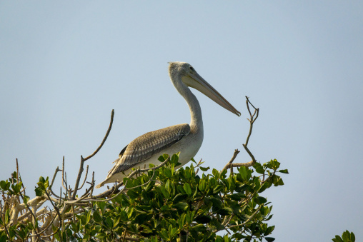 Pelican nest in the mangrove, Jazan Province, Farasan, Saudi Arabia