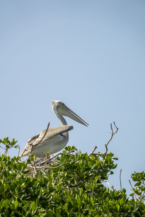 Pelican nest in the mangrove, Jazan Province, Farasan, Saudi Arabia