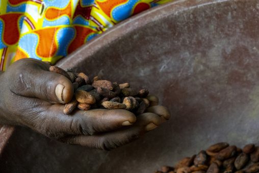 A woman's hand holds a handful of dried cocoa beans above a metal bowl, Région des Lacs, Yamoussoukro, Ivory Coast