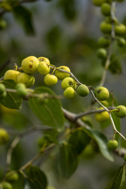 Coffee beans on plantation