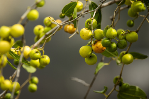 Coffee beans on plantation