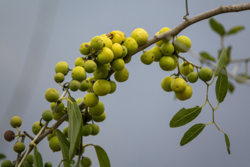 Coffee beans on plantation