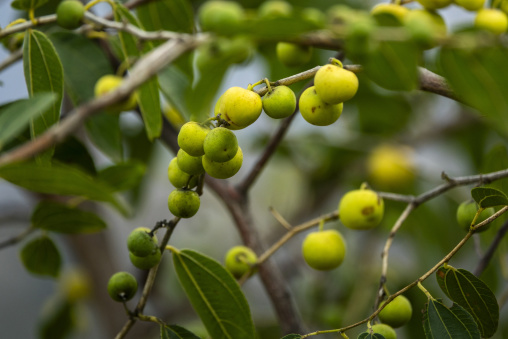 Coffee beans on plantation