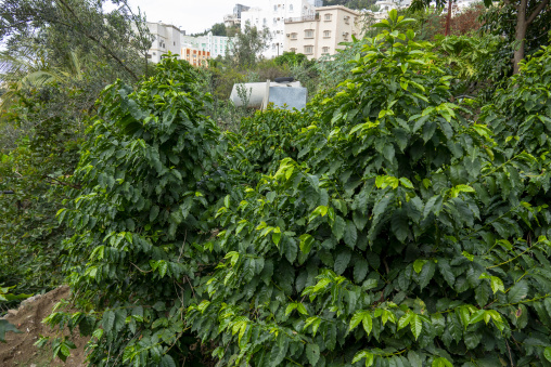 Coffee and khat plantation in Al Kawbaa farm, Jizan Province, Faifa Mountains, Saudi Arabia