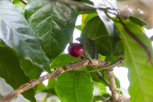 Coffee beans on plantation