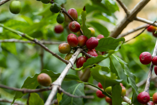 Coffee beans on plantation