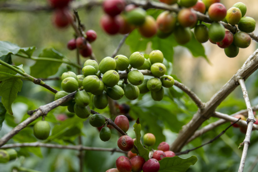 Coffee beans on plantation
