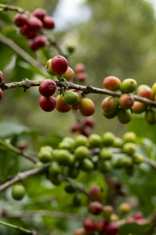 Coffee beans on plantation