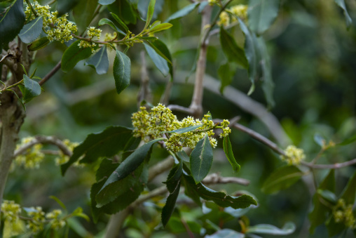 Coffee flowers on plantation