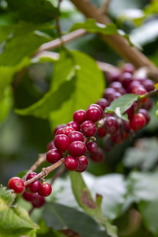 Coffee beans on plantation