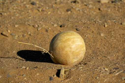 Citrullus colocynthis dry bitter gourd in Sahara desert, Tassili N'Ajjer National Park, Tadrart Rouge, Algeria
