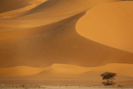 Lone acacia tree at the base of towering sand dunes in the Sahara desert, Tassili N'Ajjer National Park, Tadrart Rouge, Algeria