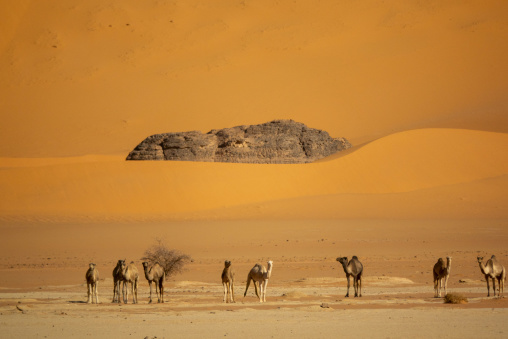 Herd of camels grazing near a rock outcrop among sand dunes, Tassili N'Ajjer National Park, Tadrart Rouge, Algeria