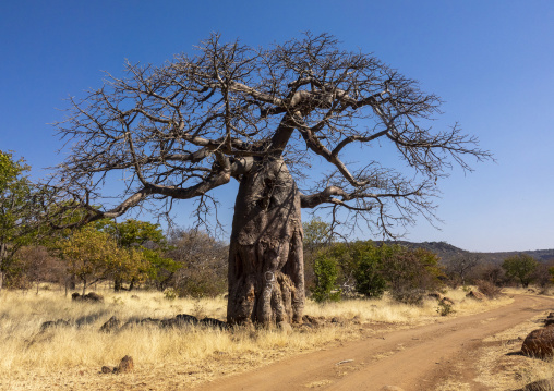 A bare baobab tree stands beside a dirt track in the dry savanna bush, Cunene Province, Oncocua, Angola