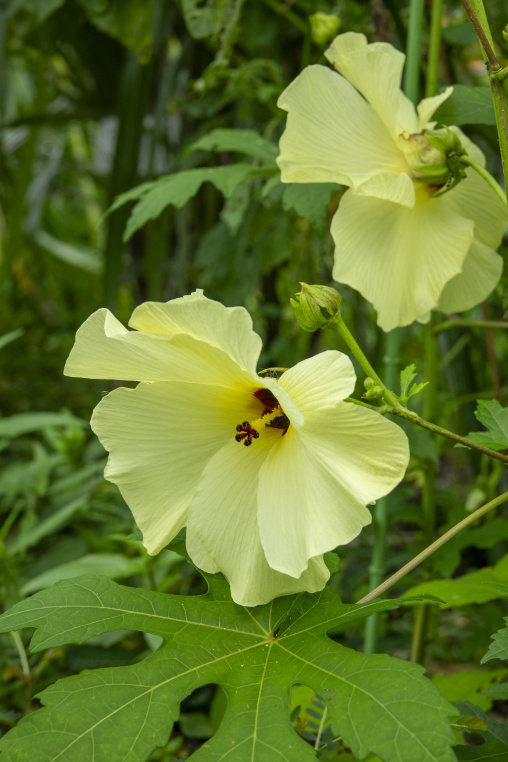 Yellow hibiscus flowers blooming in a garden in Kansai region, K