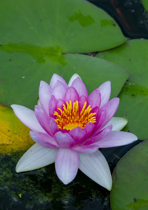 Pink water lily blooming among lily pads in Kansai region, Kyoto