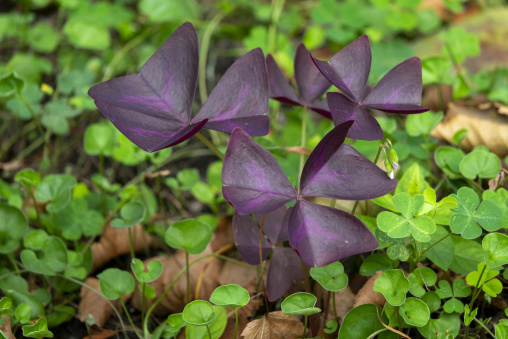 Purple oxalis leaves growing among green clover in Kansai region