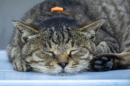 Sleeping cat in Cat Island, Ainoshima Island, Shingu, Japan