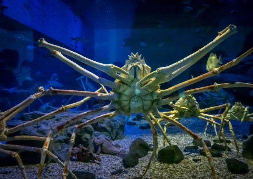Kaiyukan aquarium, Kansai region, Osaka, Japan