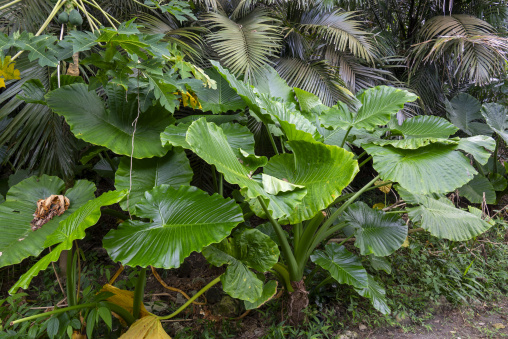 Lush tropical vegetation with giant elephant ear leaves in a jun