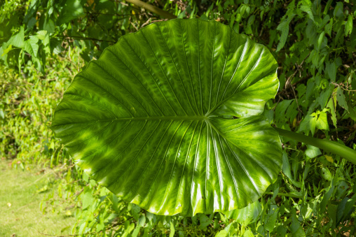 Backlit giant tropical leaf with visible veins in a lush garden,