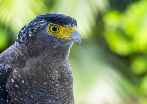 Ryukyu serpent eagle head, Yaeyama Islands, Ishigaki, Japan