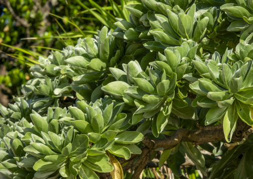 Close-up of thick green leaves on a coastal shrub, Yaeyama Islan