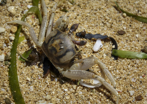 Sand-covered crab surrounded by flies on a beach, Yaeyama Island