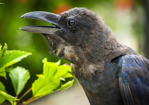 Close-up of a large-billed crow cawing with its beak open, Yaeya