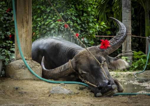 Water buffalo with a hibiscus flower on its horn lying on the gr