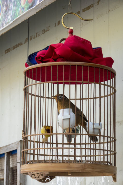 A caged songbird perches on a wooden perch beneath a red cloth cover, Qinghai Province, Xunhua, China