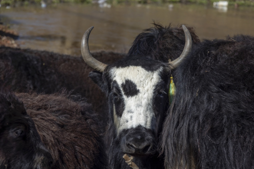 Black and white yak with curved horns standing among a herd of yaks, Tongren County, Rebkong, China