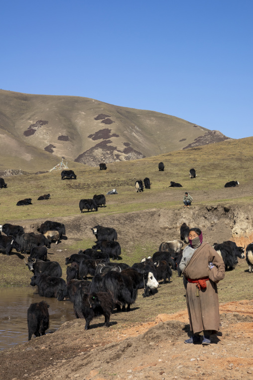 Tibetan woman standing beside her yak herd in the grasslands, Tongren County, Rebkong, China