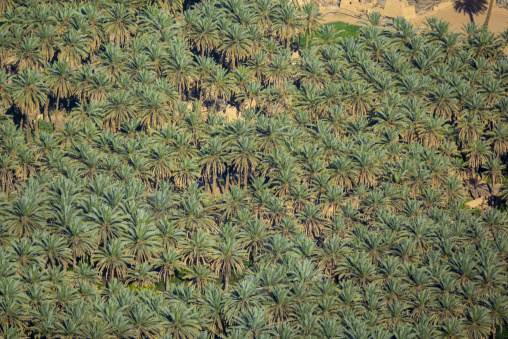 Oasis in the middle of the wadi al-Qura, Al Madinah Province, Alula, Saudi Arabia