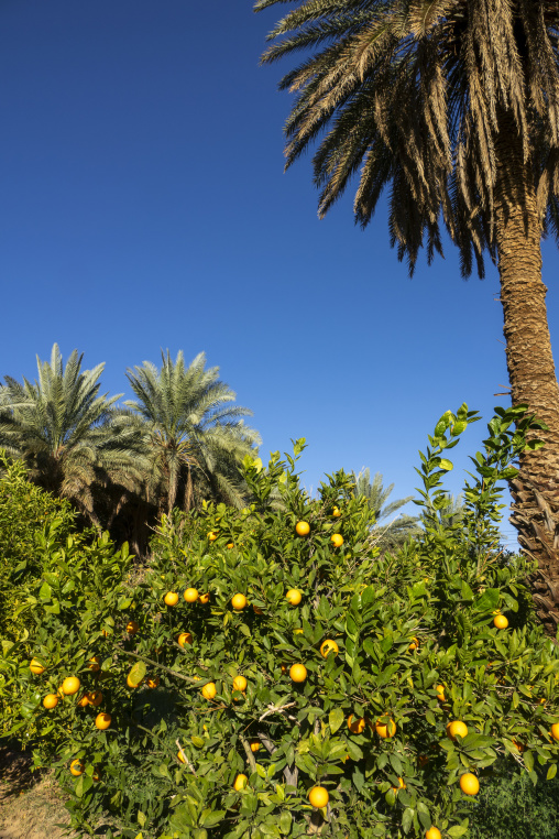 Orange tree, Al Madinah Province, Alula, Saudi Arabia
