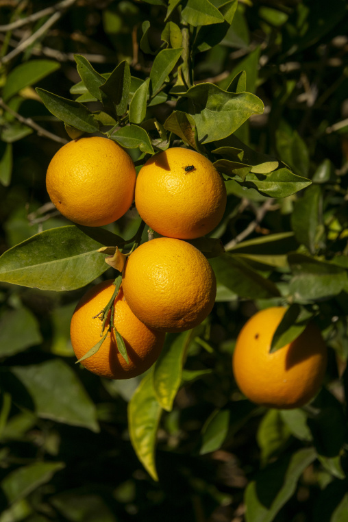 Orange tree, Al Madinah Province, Alula, Saudi Arabia