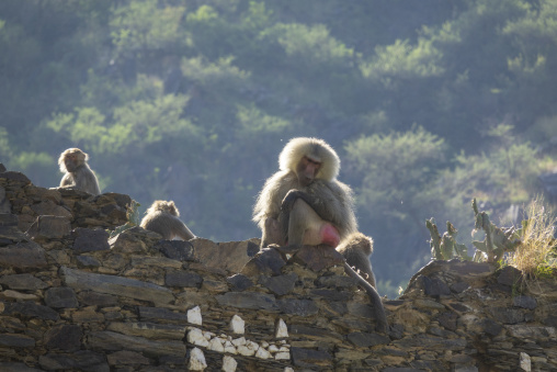 Hamadryas baboons sitting on a stone wall, Asir province, Rijal
